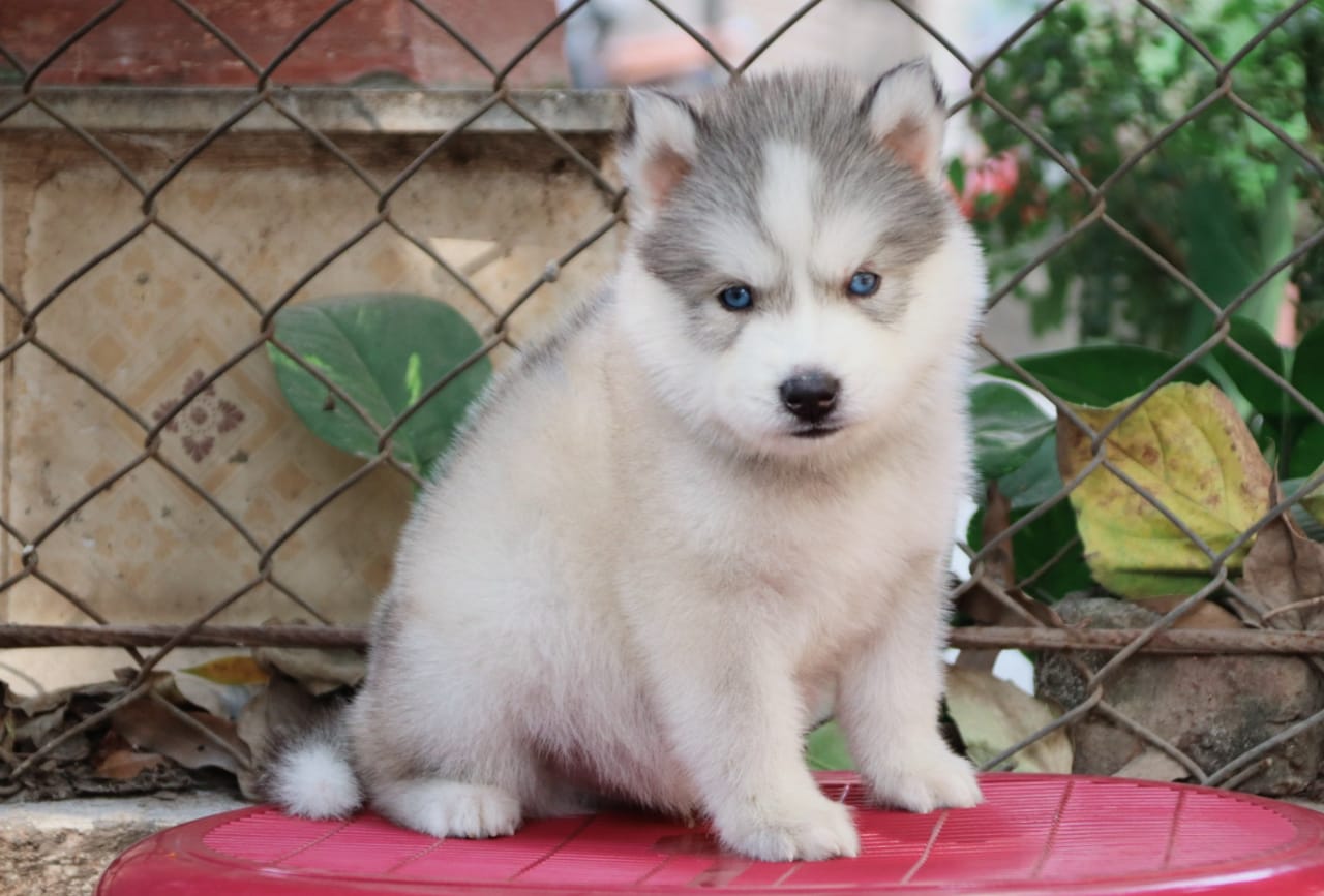 Siberian Husky